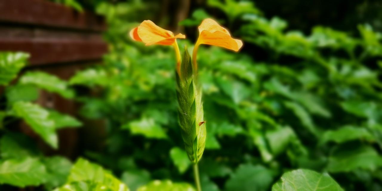 鸟尾花！也称"鞭炮花"，是因为它的种子会炸裂传播。曾获得英国皇家园艺学会的奖项。