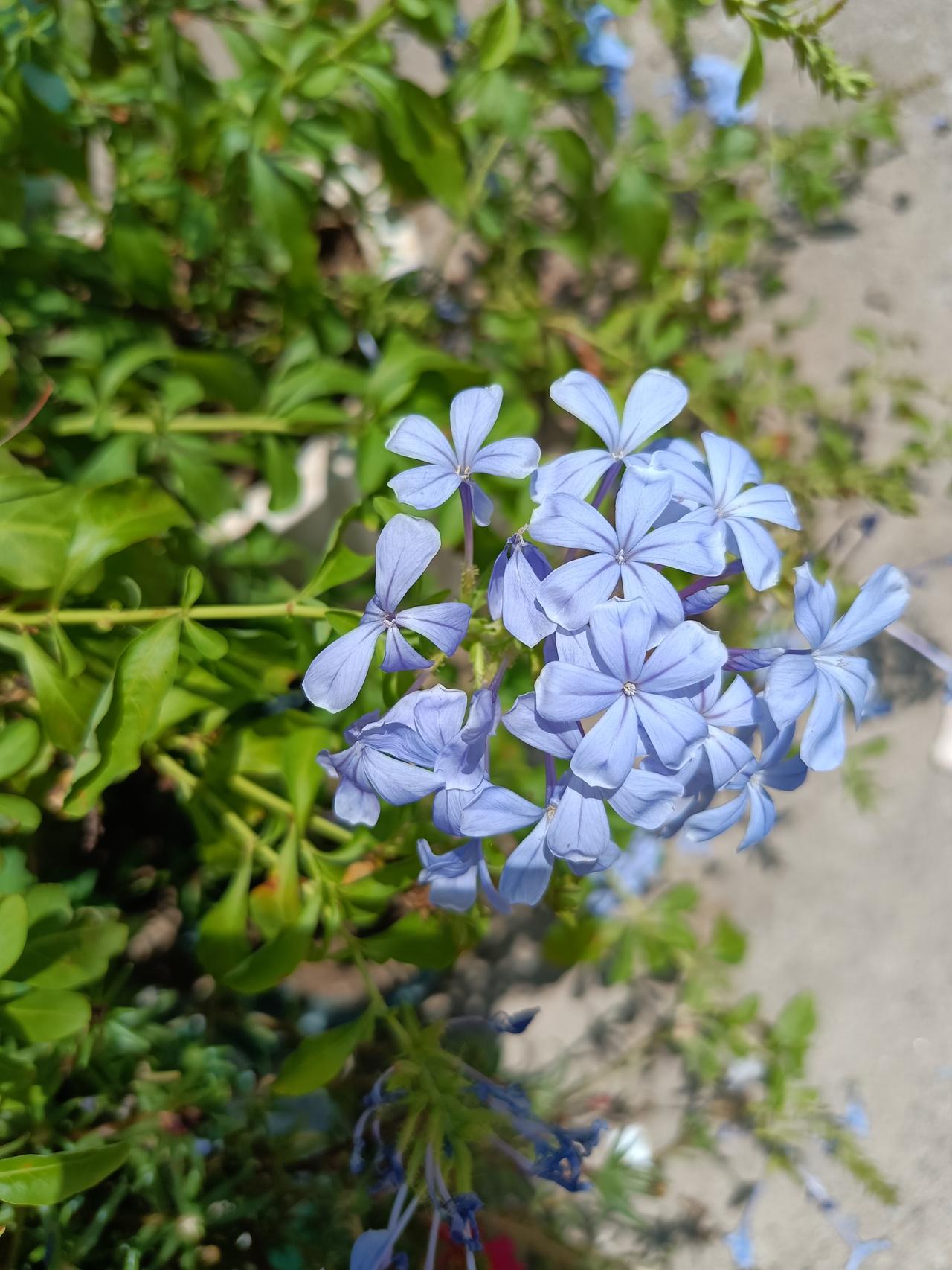 蓝雪花，开在炎热的夏季，花色给人一种冰凉的感觉。[微风][微风][微风]