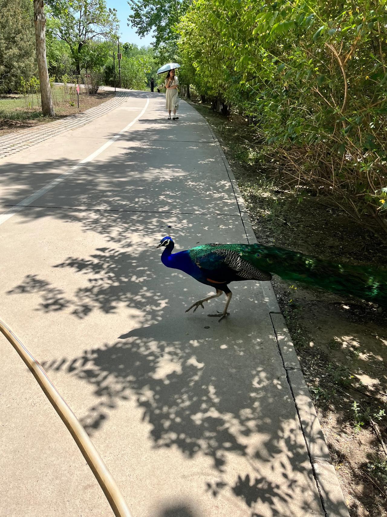 南海子公园，一只大摇大摆过马路的孔雀。话说，这里人与动物、自然，真的很和谐。