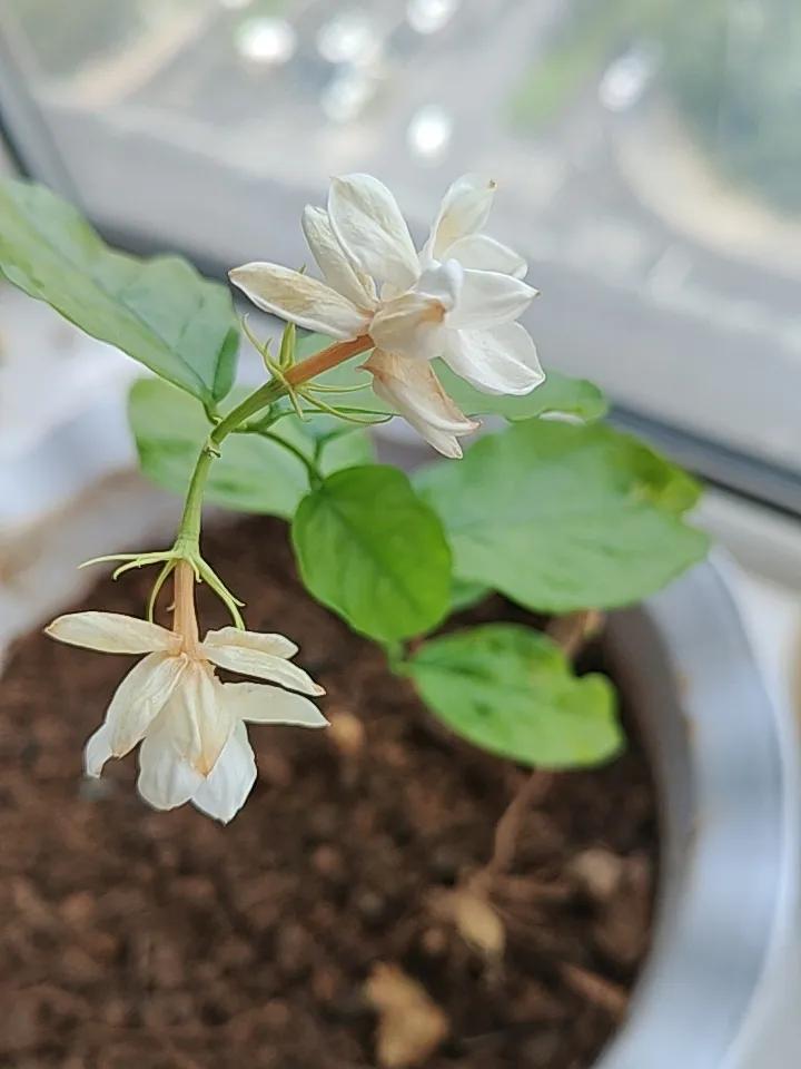 两个月前我去花卉市场，买了一盆盛开的茉莉花。那盆花枝繁叶茂，翠绿的叶片间，雪白的