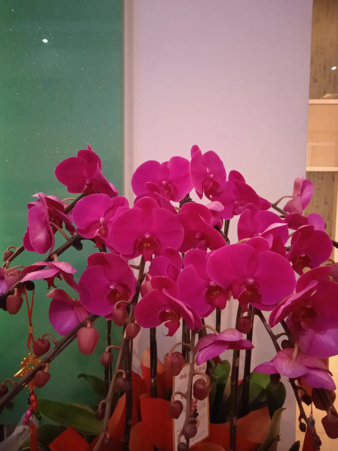 这个世界上真的有花仙子这种说法吗？我朋友说她的前世是花仙子，她养什么活什么？还能