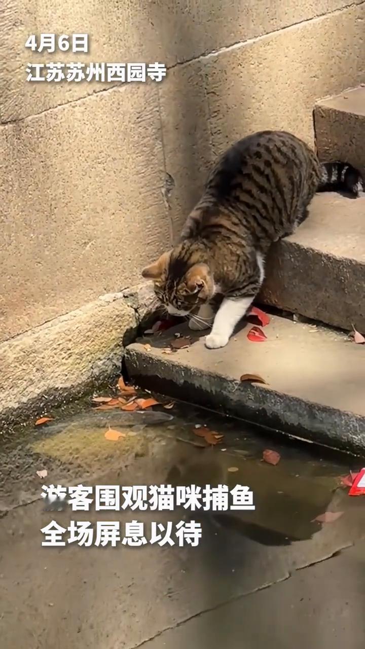 4月6日江苏苏州西园寺，游客围观猫咪捕鱼，全场屏息以待。