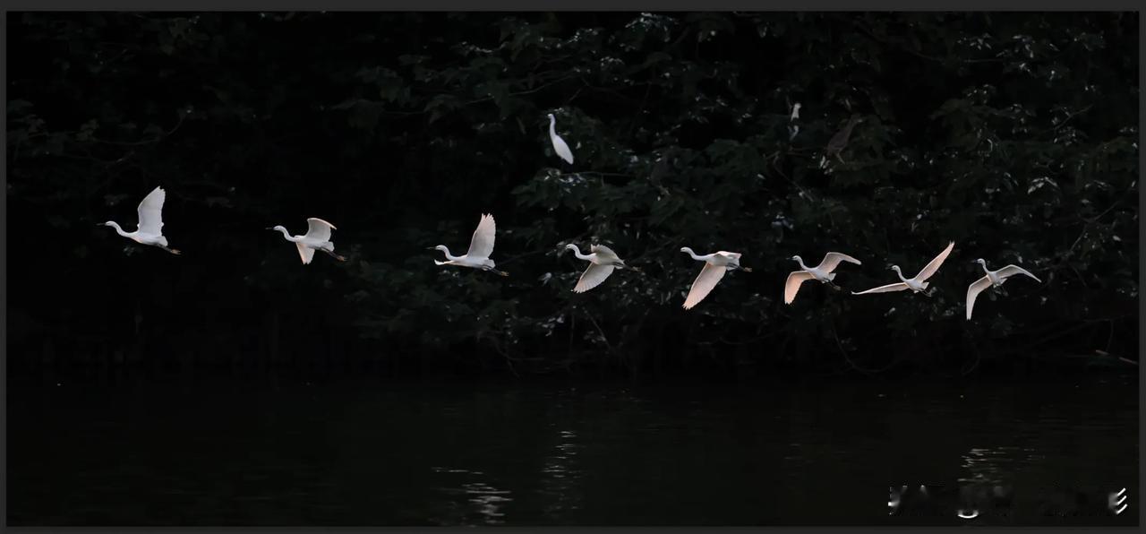 西湖公园的白鹭

很长时间没打鸟了！趁天气还好，去了趟西湖公园！