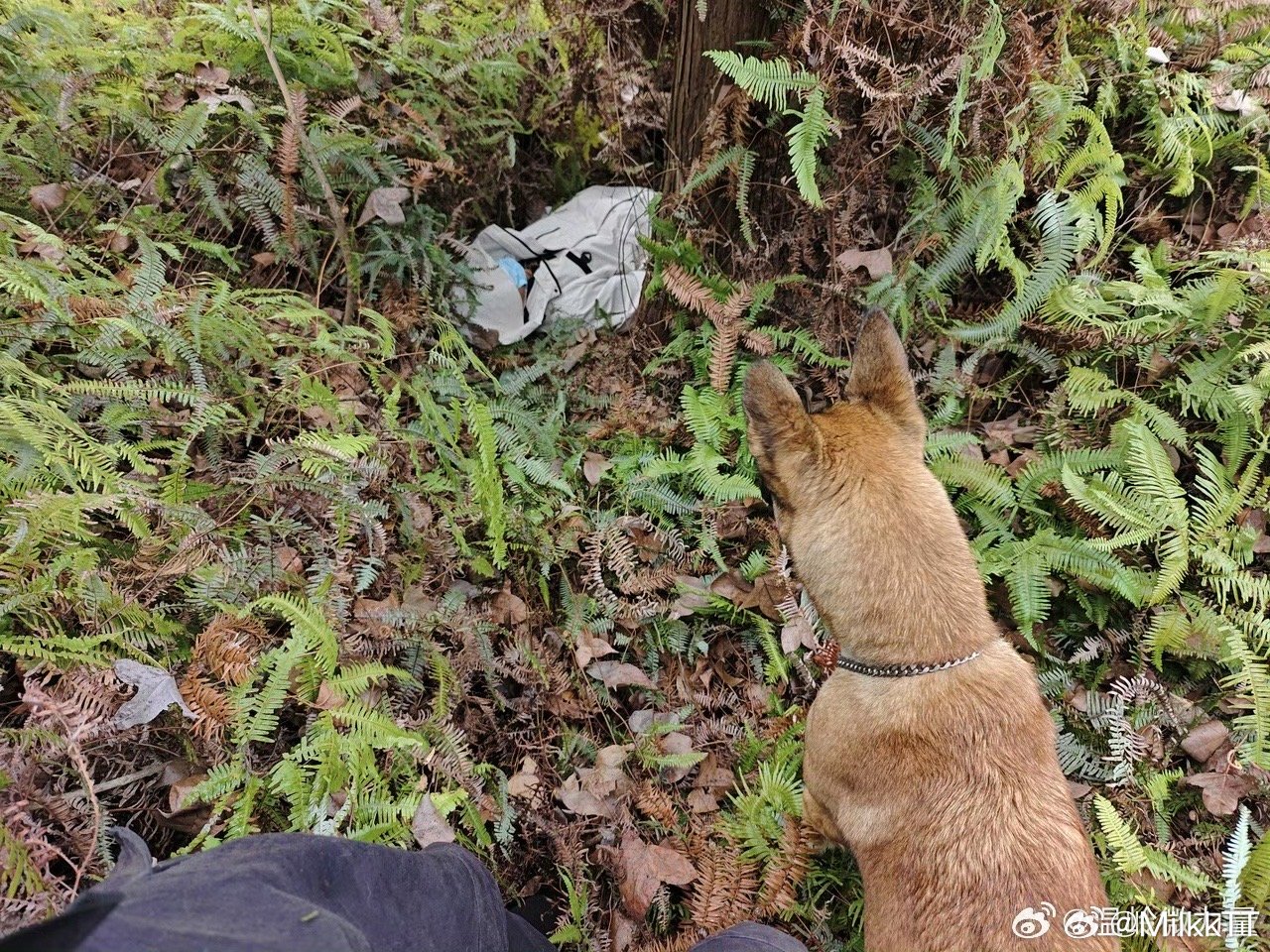 台州81分钟深山生死时速浙江温岭，一场与时间赛跑的生命救援！男子进山服药轻生，警