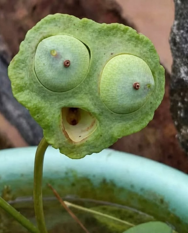 戴夫不敢养的植物。 