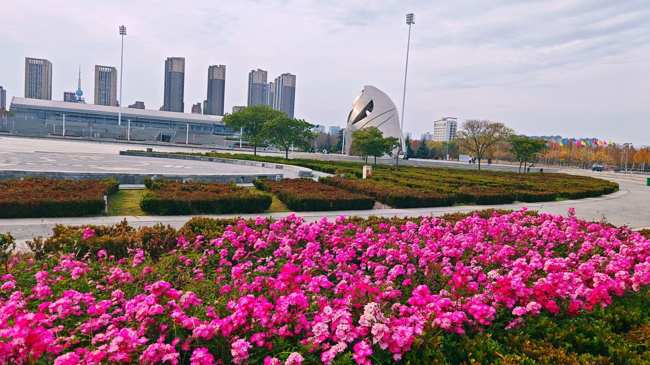 冬天的花还在盛开，给寒冷的人们一丝温暖！