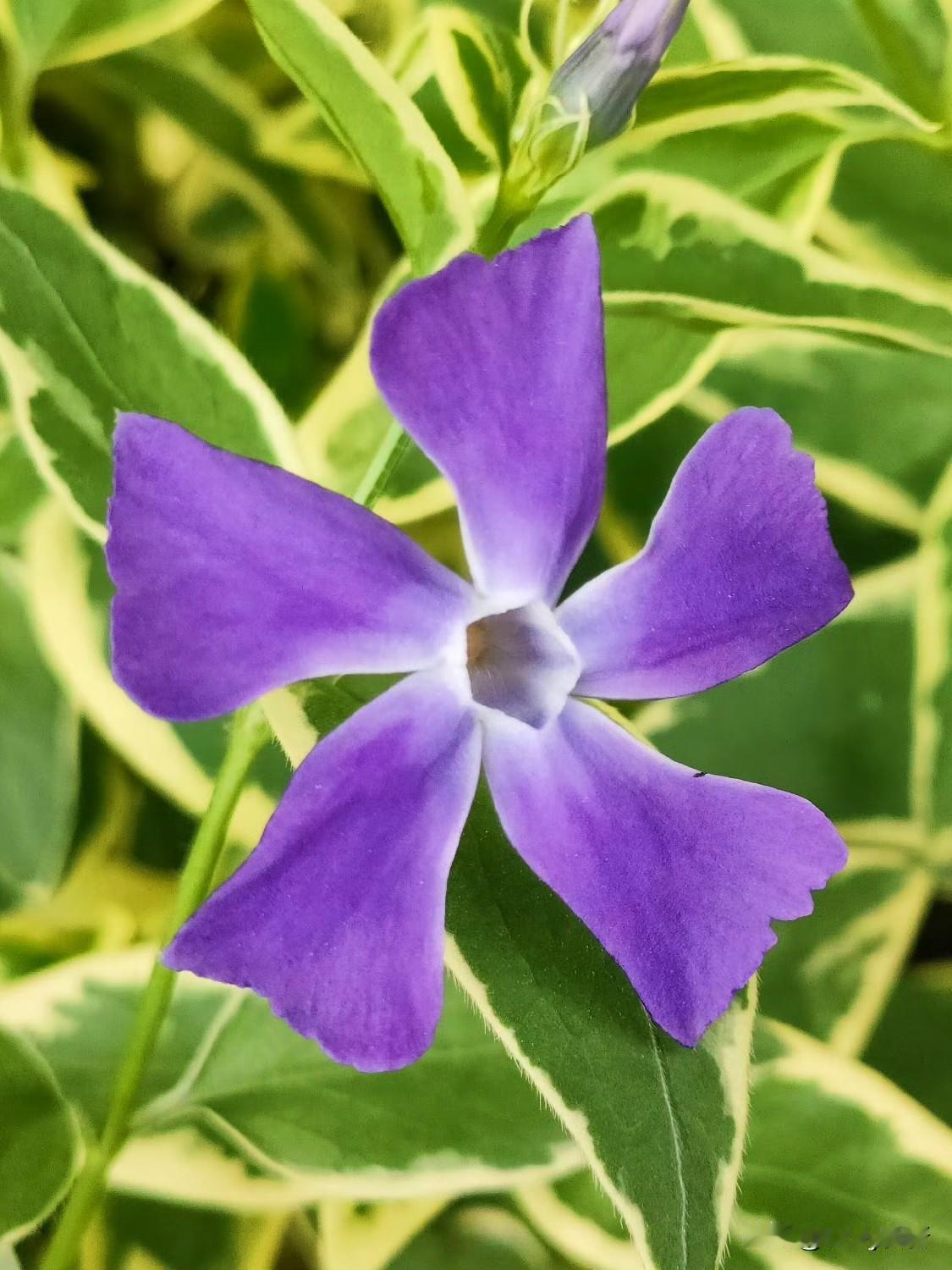 七律·花叶蔓长春花
翠蔓荦风缀锦茵，斑叶含光不染尘。
浅紫铃摇春寂寂，柔条绕砌影