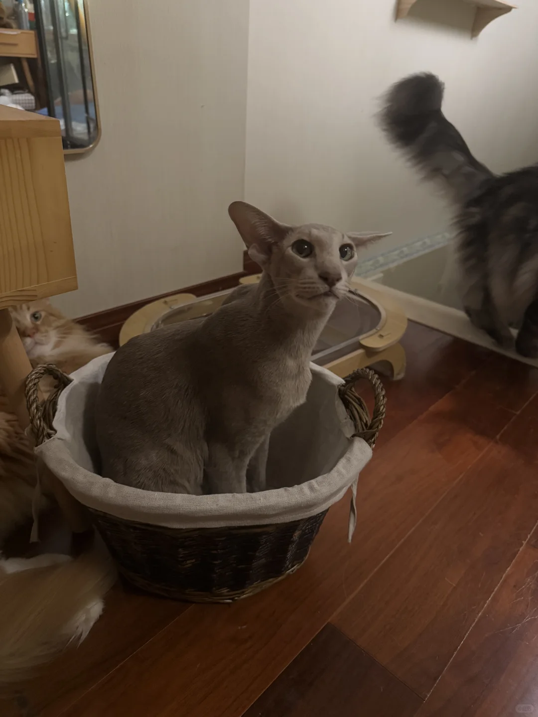 一筐小狗猫
