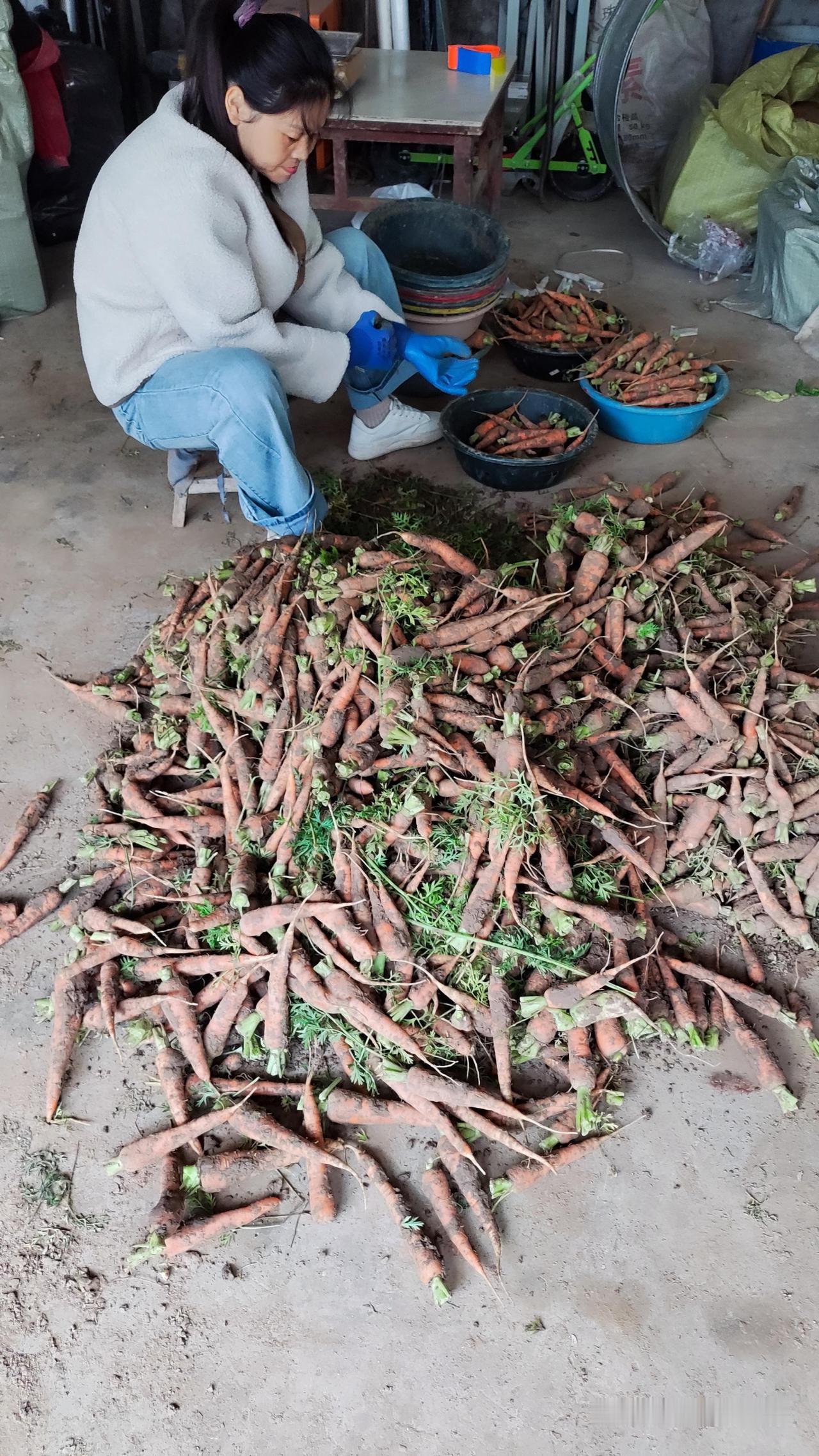 现挖新鲜老品种胡萝卜我的乡村生活 老品种胡萝卜