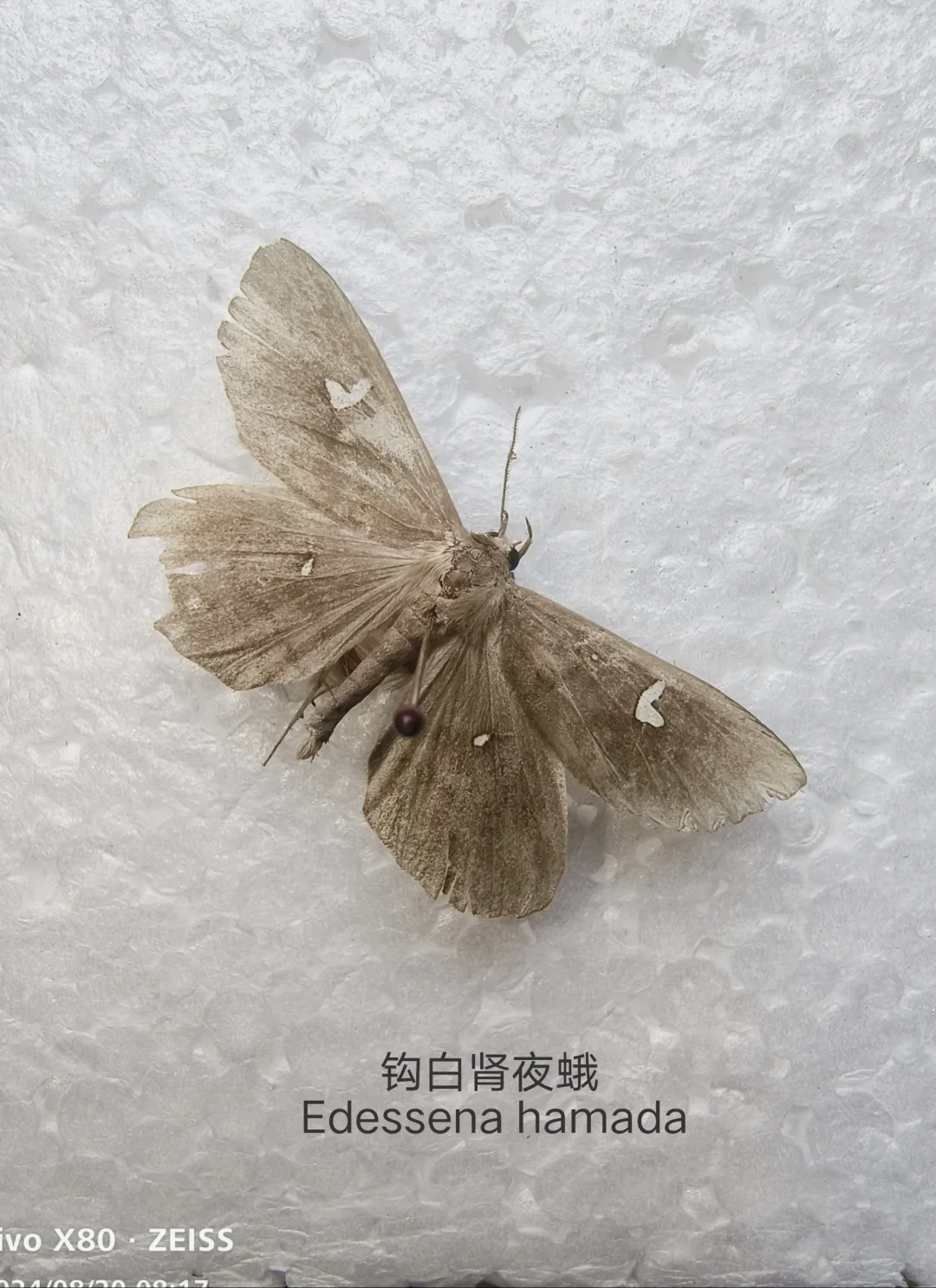 钩白肾夜蛾 Edessena hamada