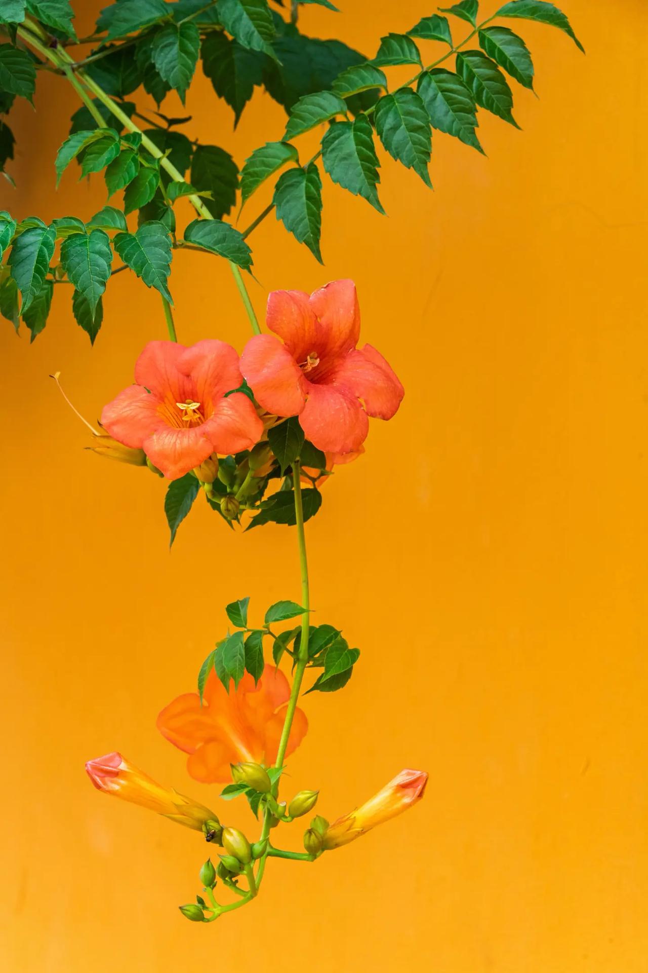 苏州虎丘山凌霄花。苏州虎丘山凌霄花我的摄影日记，拍花成画 花之诗意 花的诗篇 原
