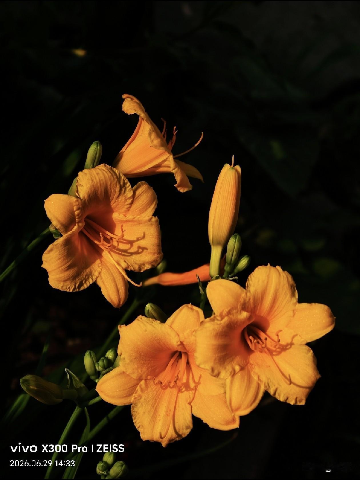【原创\图文】

浓墨画布，花瓣熔金，一缕阳光吻过萱草褶皱，舒展细碎温柔，暂忘尘