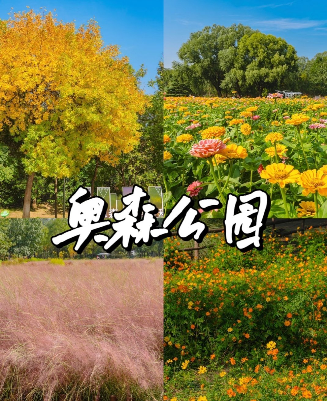 课长带你走天下 奥森公园——都市人的“治愈充电站”，当996的疲惫席卷而来，奥森