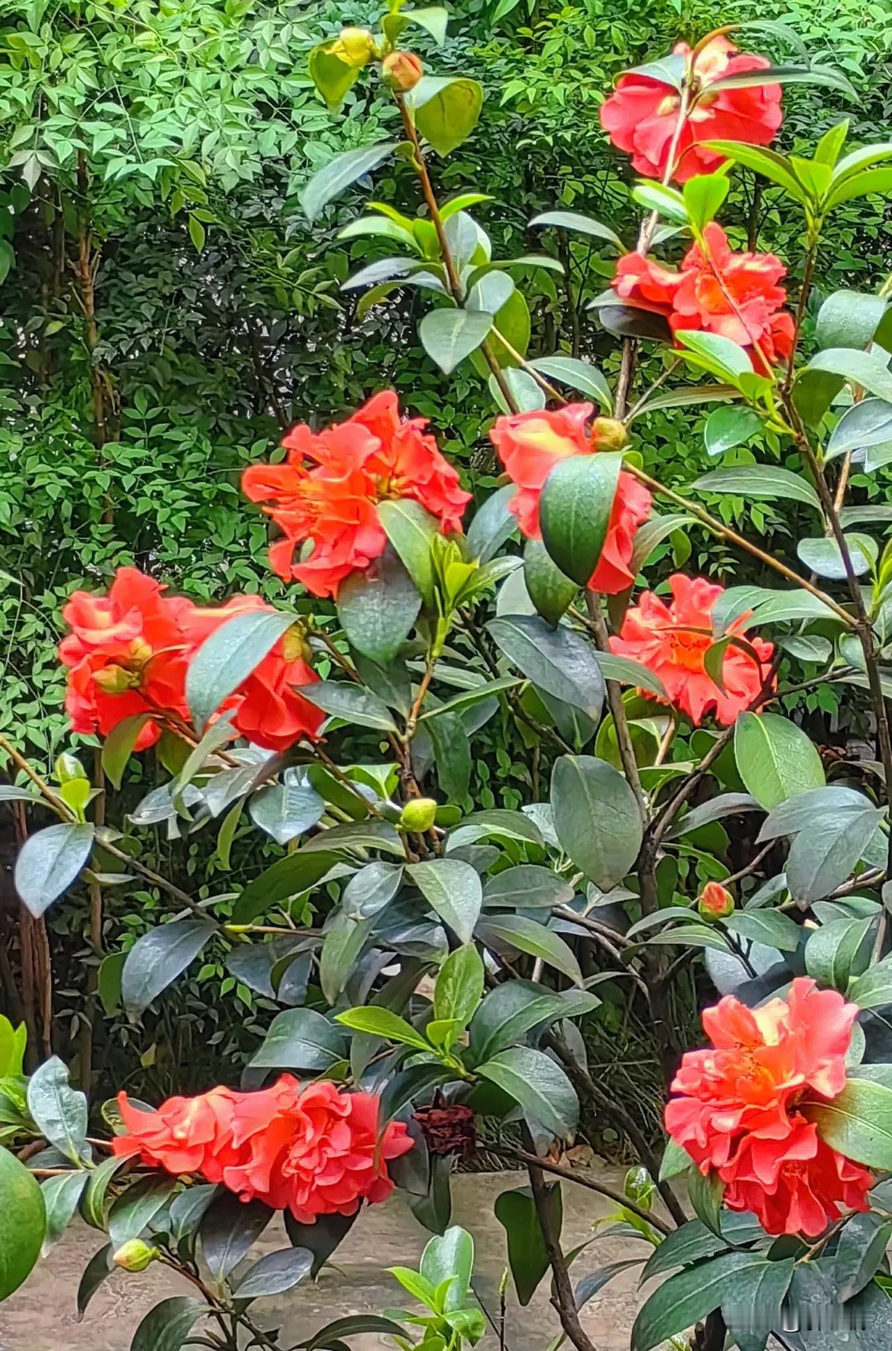 今天万州区下雨，西山公园山茶花竞相爭艳，一朵朵一树树，婀娜多姿，太美了！