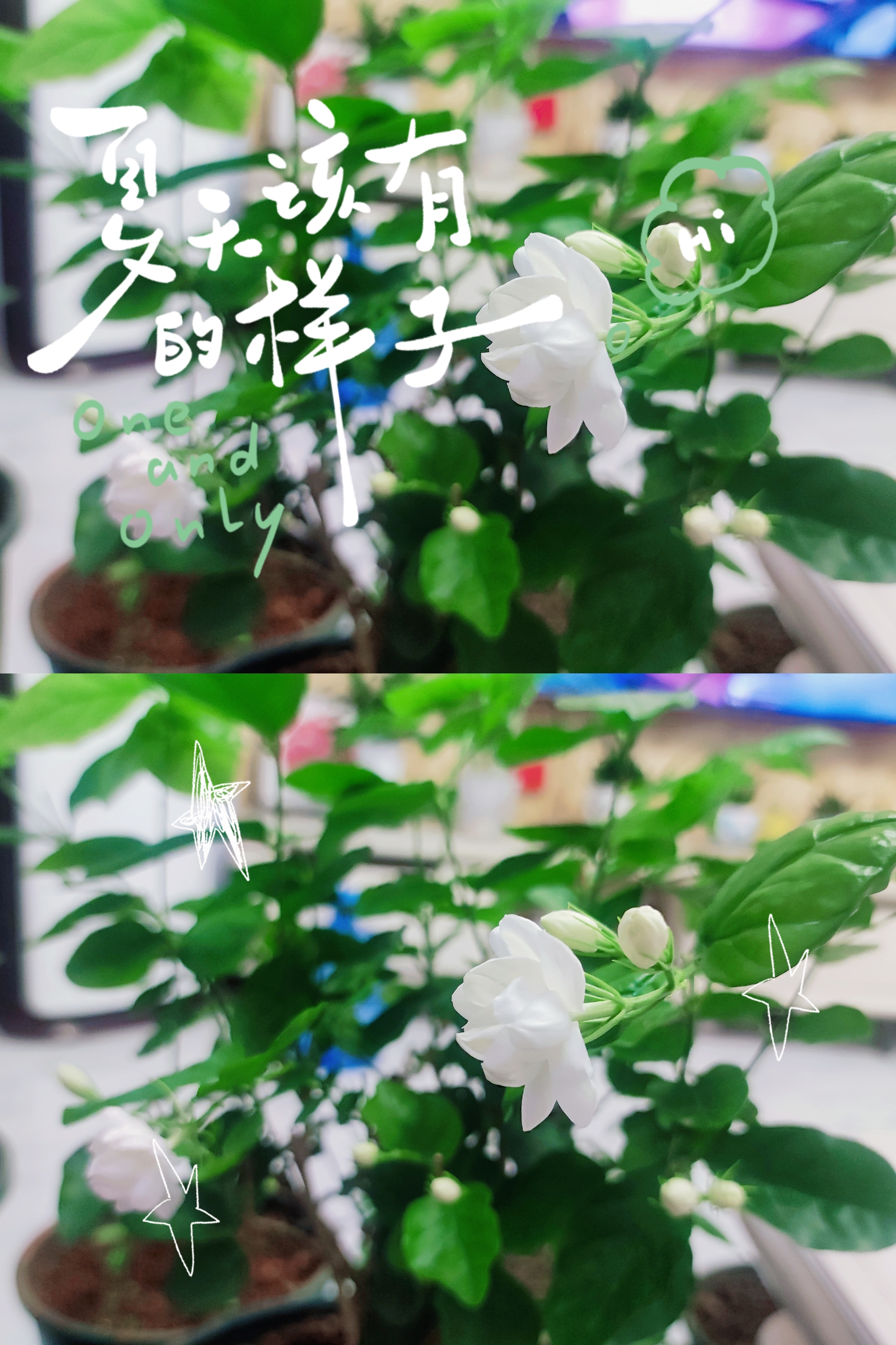 我的茉莉复花了，我只要忍住不浇水，我的花花都长得不错！[捂嘴哭][捂嘴哭]（干S