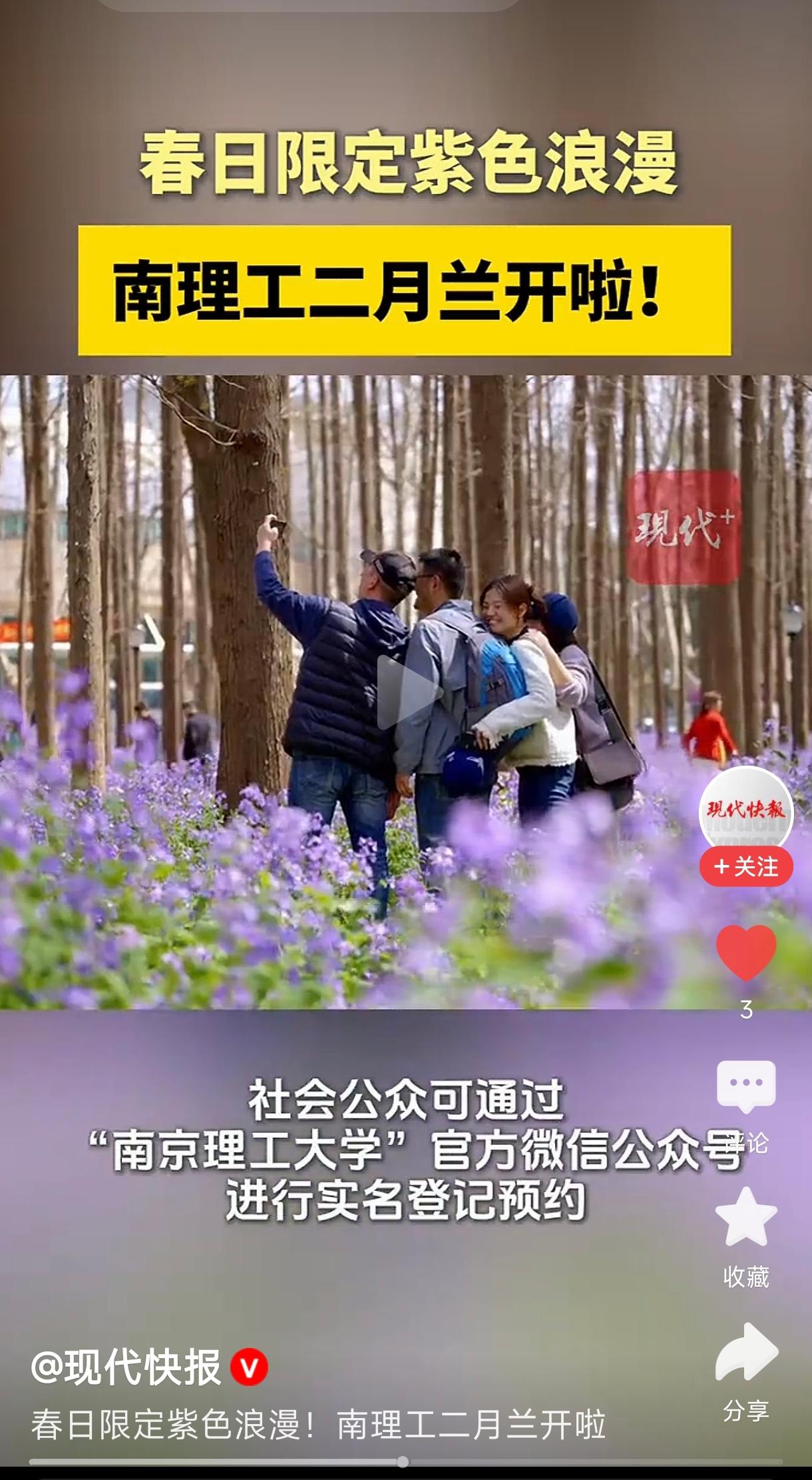 南京理工大学二月兰盛开
         南京理工大学的二月兰花近日盛开，迎来了