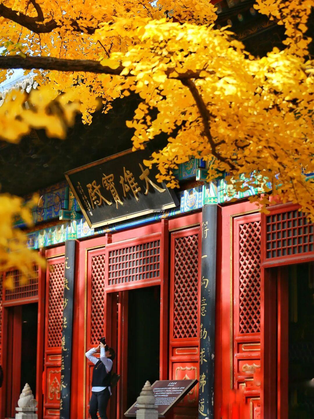 你永远可以相信秋天北京的11月🍁最美的季节