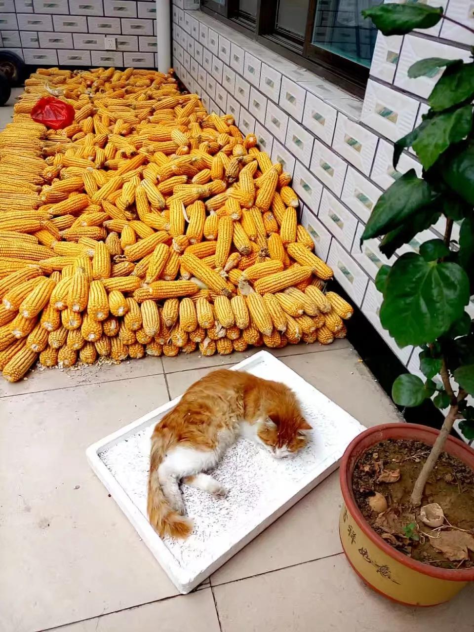 幽静的庭院