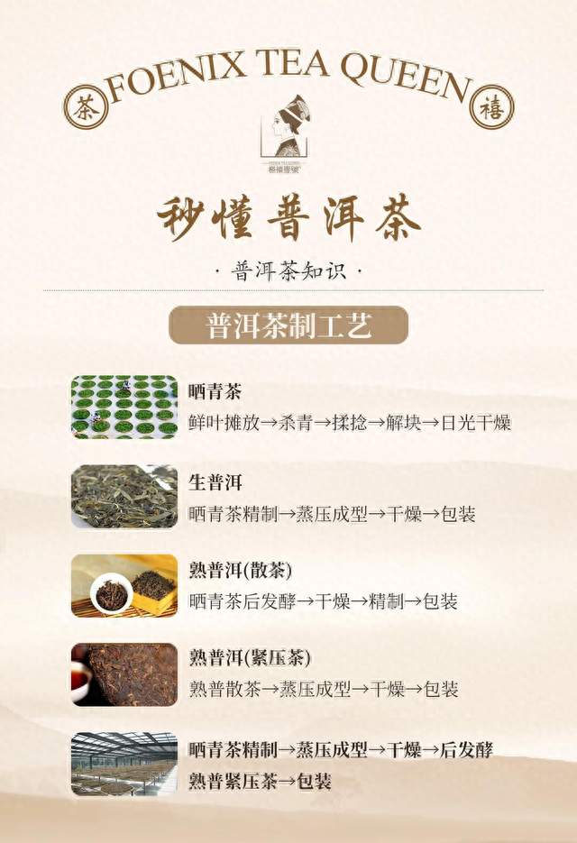 千年贡茶马帮驮出来的传奇！普洱茶全攻略，看完少交一半学费！