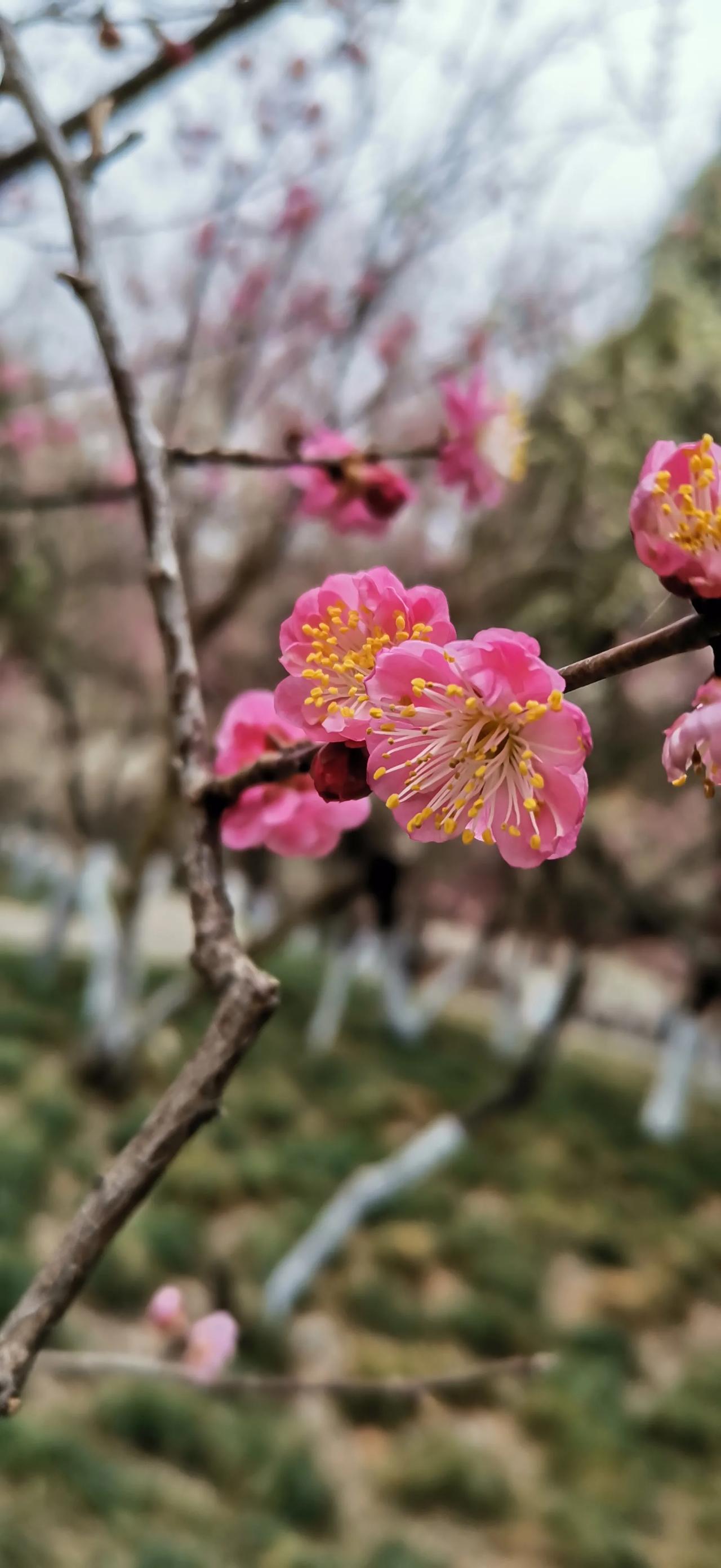 随手拍美丽花朵。