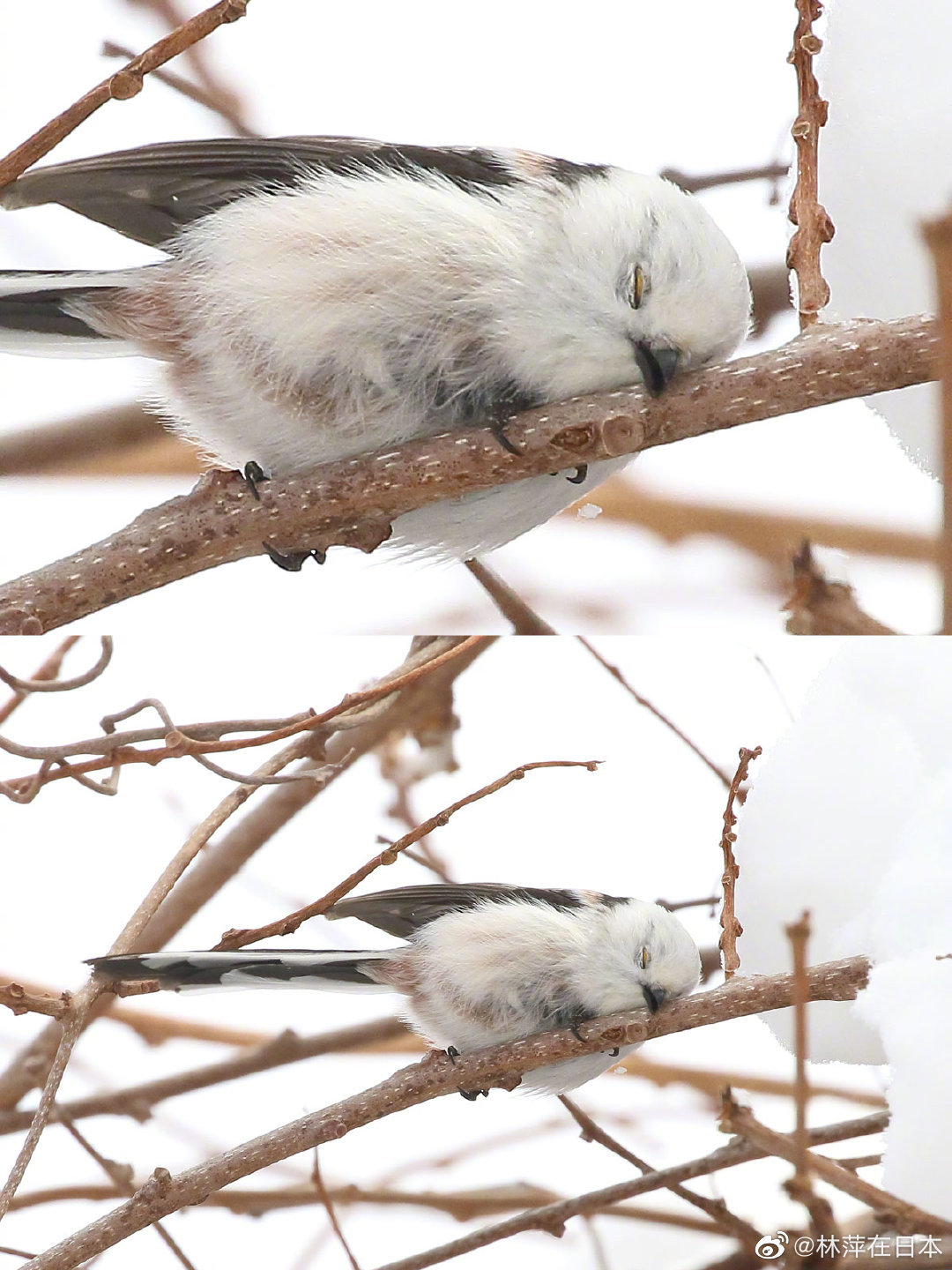 被这只靠在枝头睡觉的小团团治愈了。❤️(twi:daily_simaenaga)