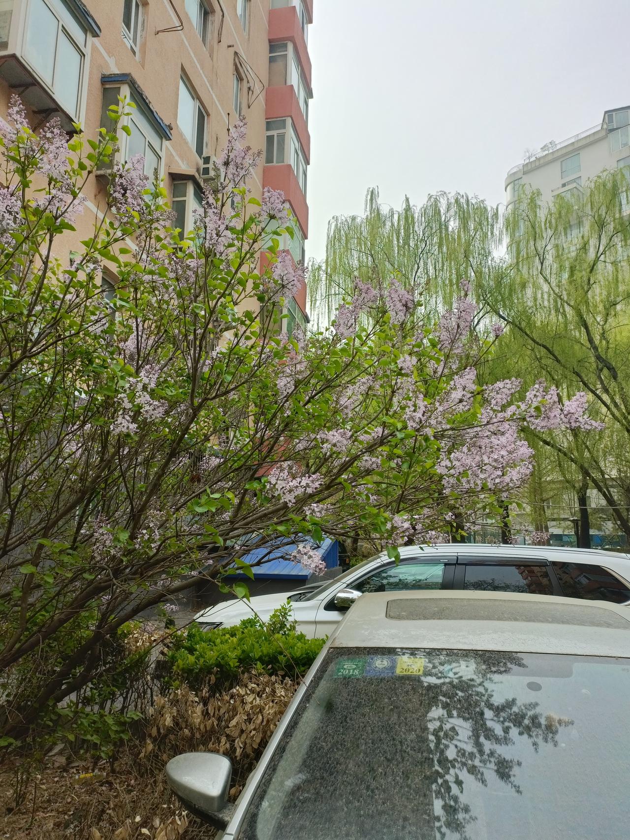 晒图笔记大赛各种花草树木顽强的生长