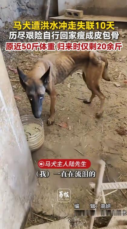 “太忠诚了！”广西百色，男子养了很久的马犬，在洪水来临的时候被冲走了，他找了过好