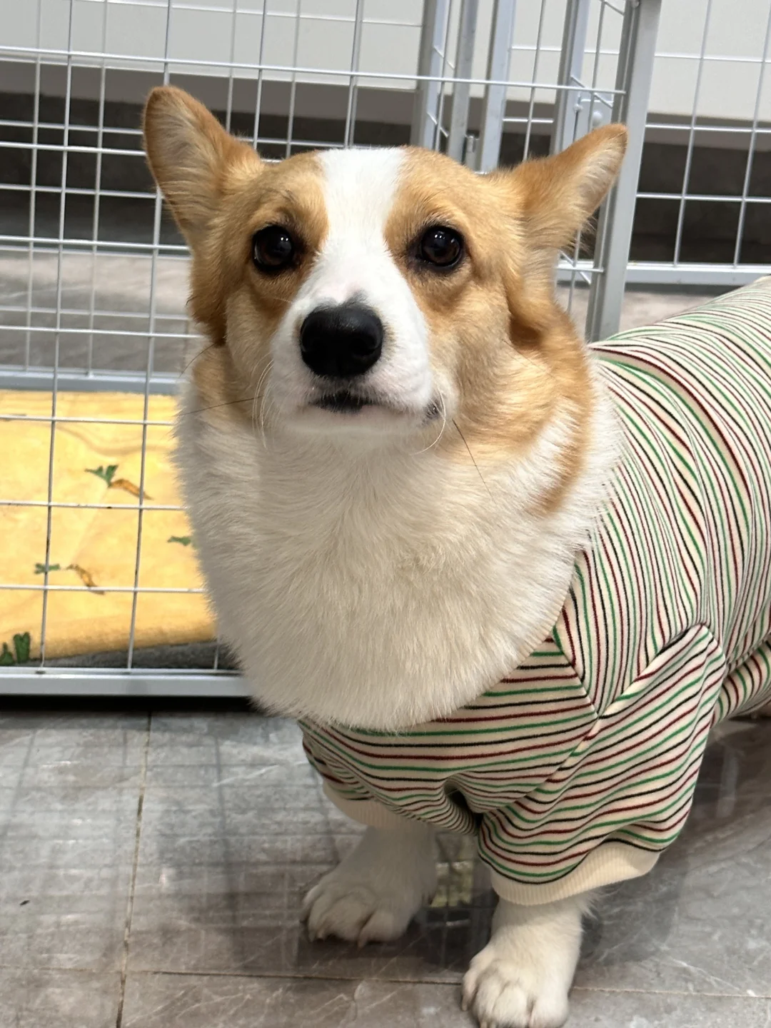 麻麻，又给我买什么好吃的啦？