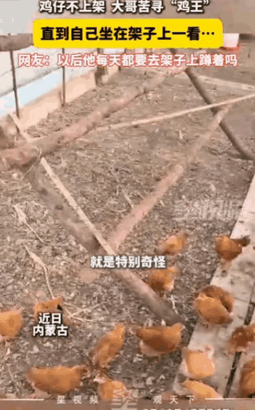鸡中霸王实锤！内蒙古大哥意外解锁身份，竟是鸡群专属“鸡王”
 
养鸡多年的老手，