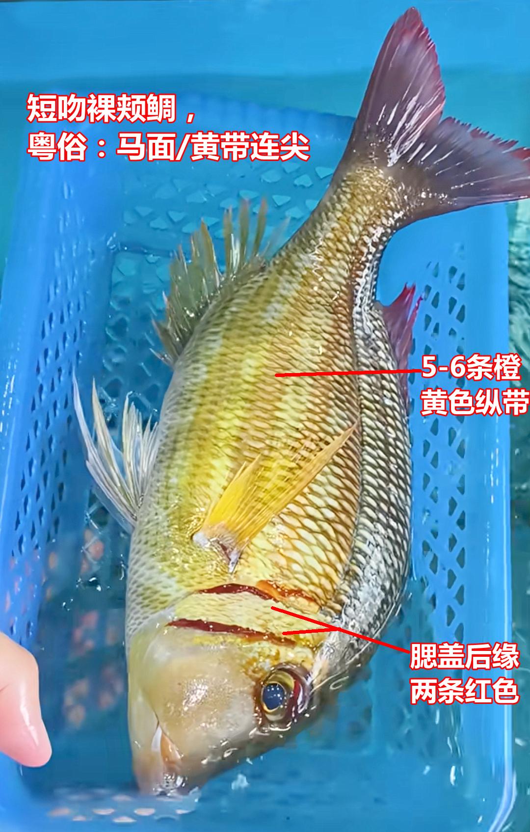 短吻裸颊鲷，粤语俗名：马面/黄带连尖，没吃过
市场博物