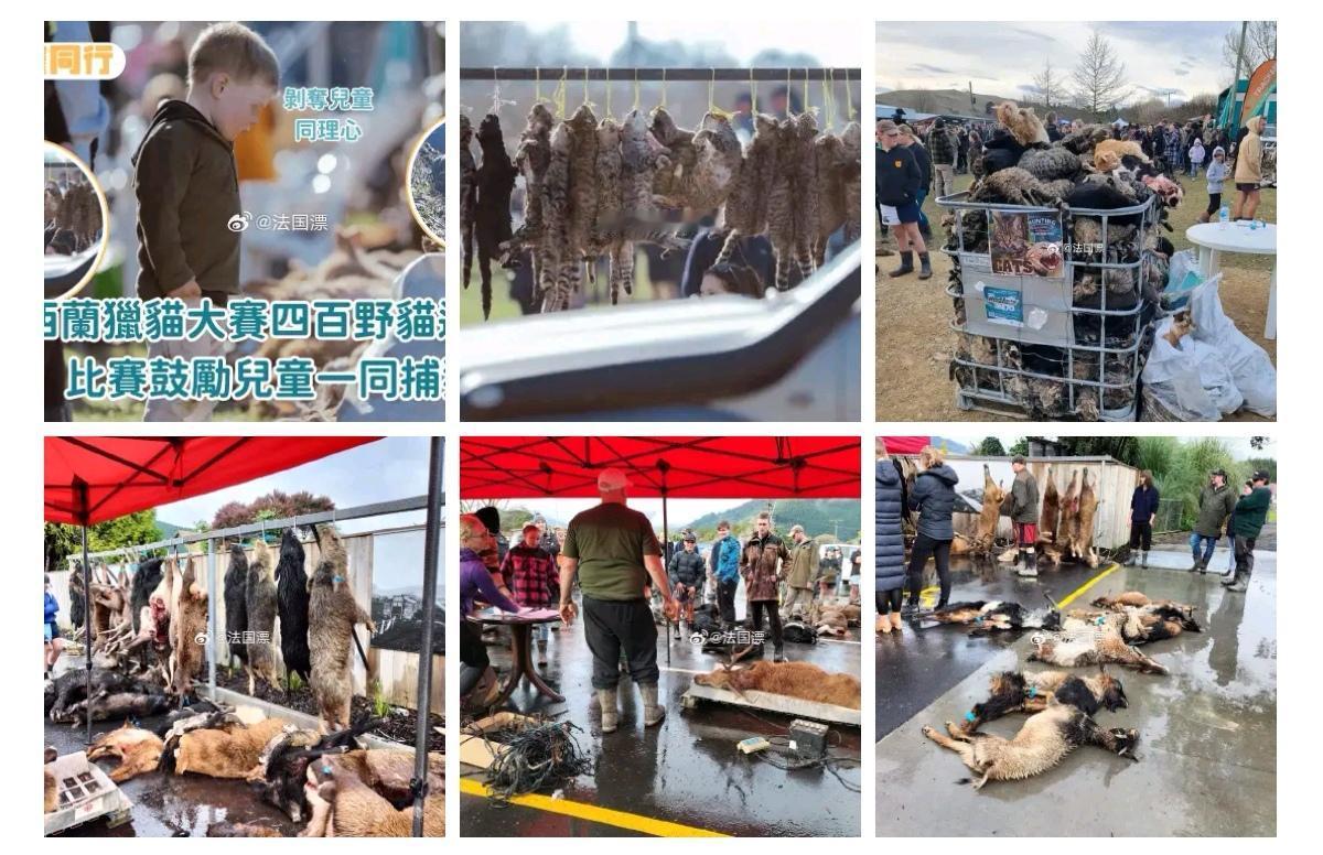 新西兰有关组织组织的一次狩猎比赛，本次比赛鼓励儿童参与，在本次狩猎比赛中，超过4