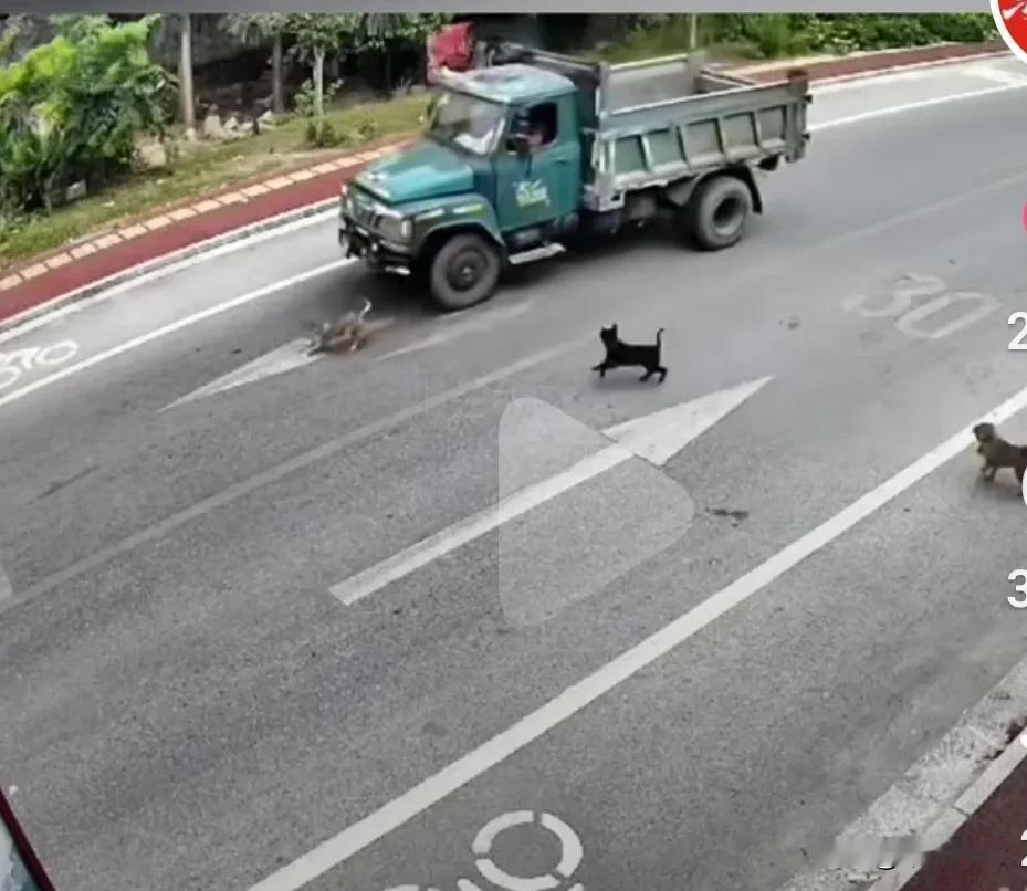小狗们在马路上奔跑横穿马路时被一辆农用车碾压过去，当场死亡，急坏了小伙伴和主人，