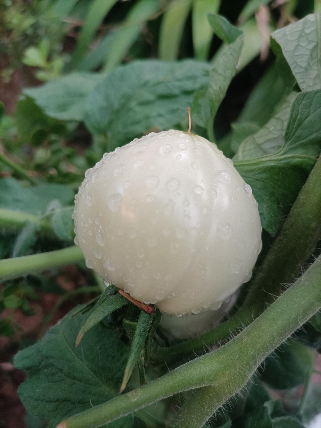 【夏之韵·都市里的青番茄】今日分享随手拍照片
只要有一颗审美的心，会发现生活中处