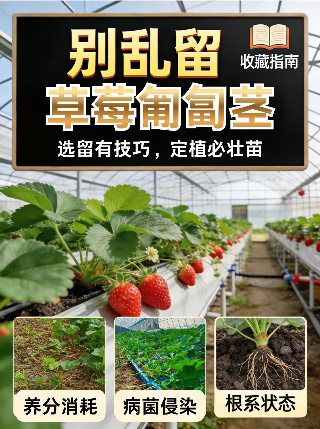 别乱留草莓匍匐茎，选留有技巧，定植必壮苗。草莓种植 匍匐茎