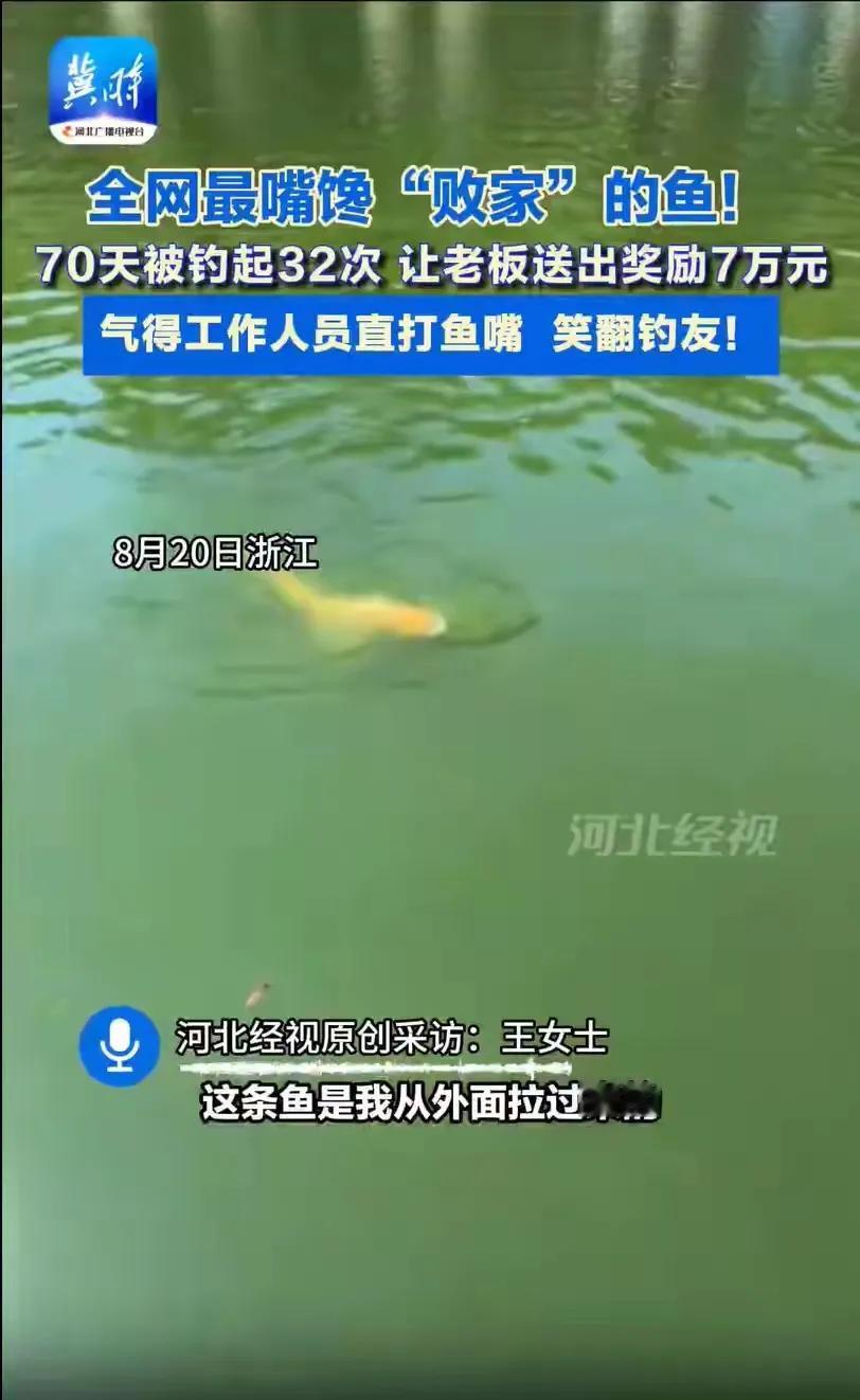 钓到金鳙送鱼竿 鱼塘70天送出32根
浙江一鱼塘用金鳙当彩头，谁钓到就送鱼竿！结