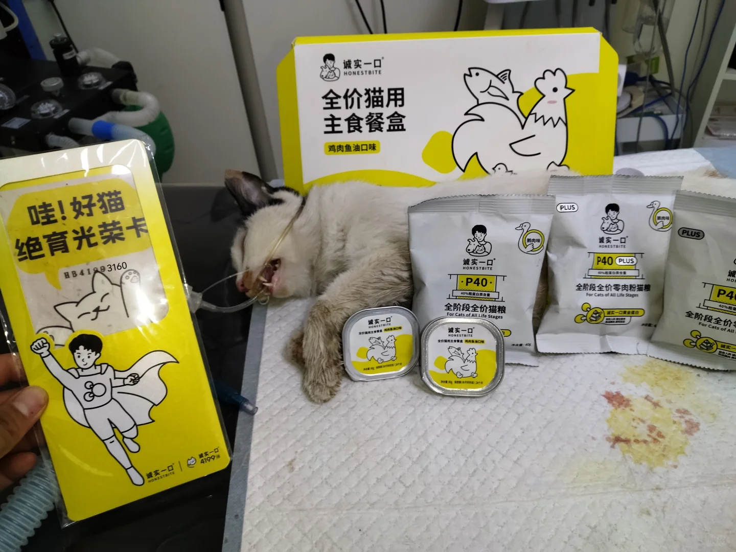 鹊鹊也绝育完啦～