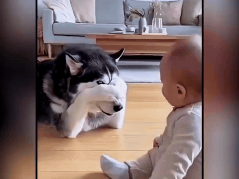 这个二哈犬太通人性了，哄孩子用自己脸和前爪玩藏猫猫，太可爱了！逗的小宝呵呵大笑，