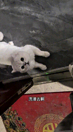 乖乖嘞，特意找来洗澡小哥上门，谁知道小猫记仇记得牢牢嘞。
一看见小哥进门，立马炸