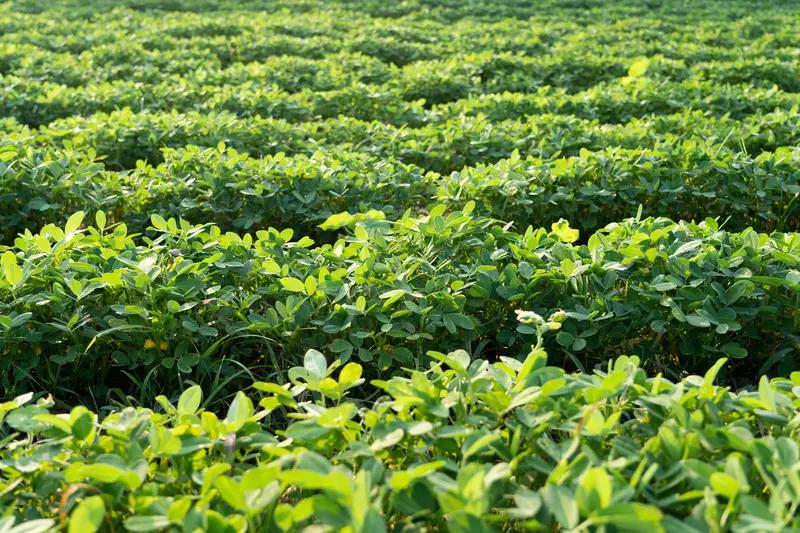 “这简直是天降惊喜，因祸得福啊！”河北唐山，一位女子在花生地里竟挖出一只30克的