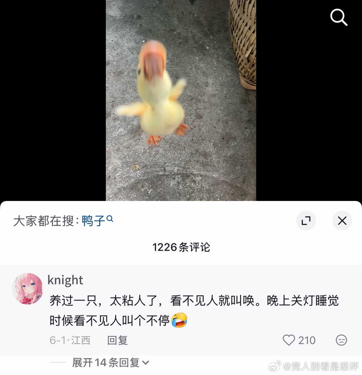 12766 你好鸭 