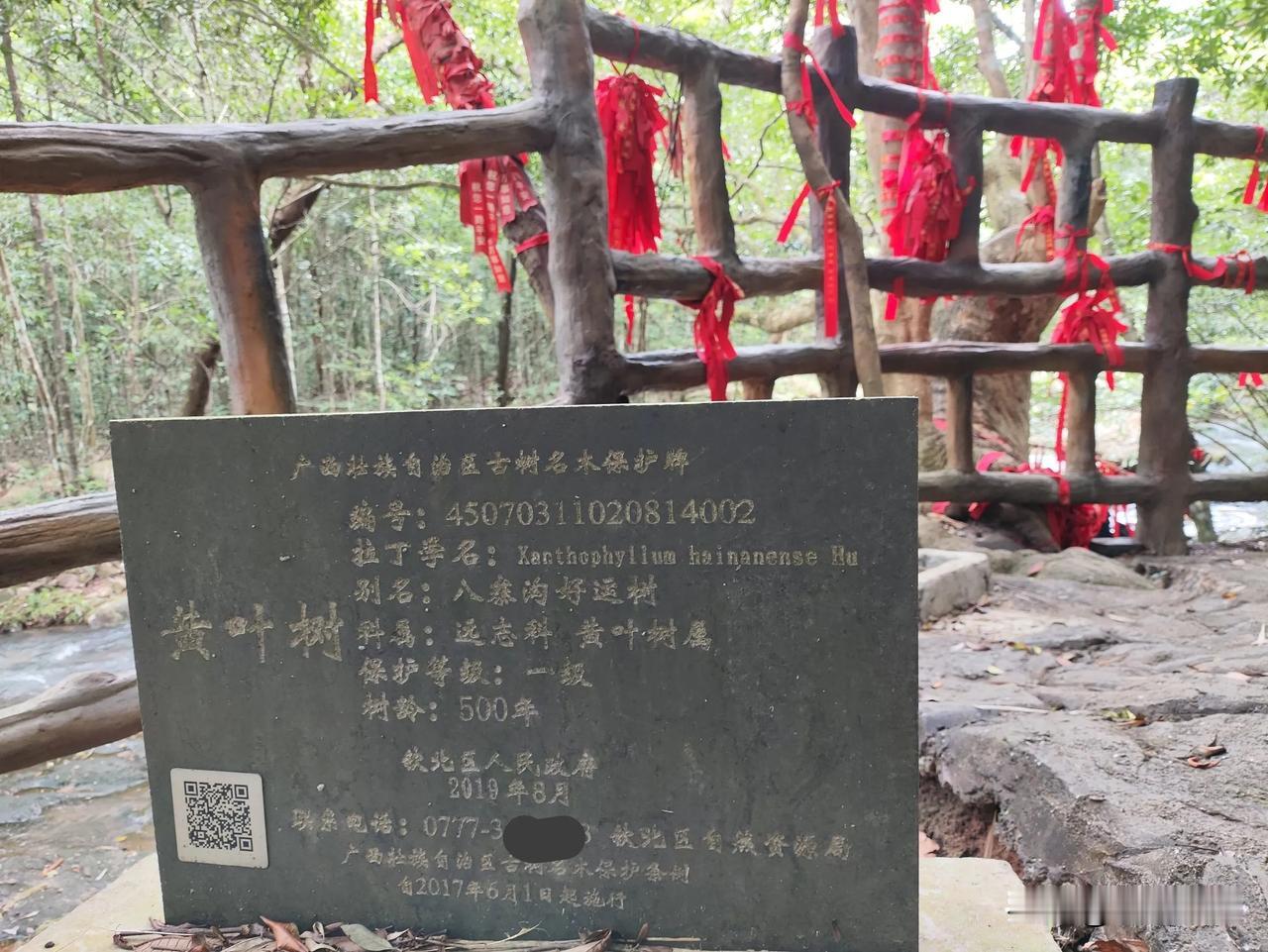 你我相遇，即是好运。
这一棵树，据说有500年。
我不信，我没有亲眼见过它的年轮