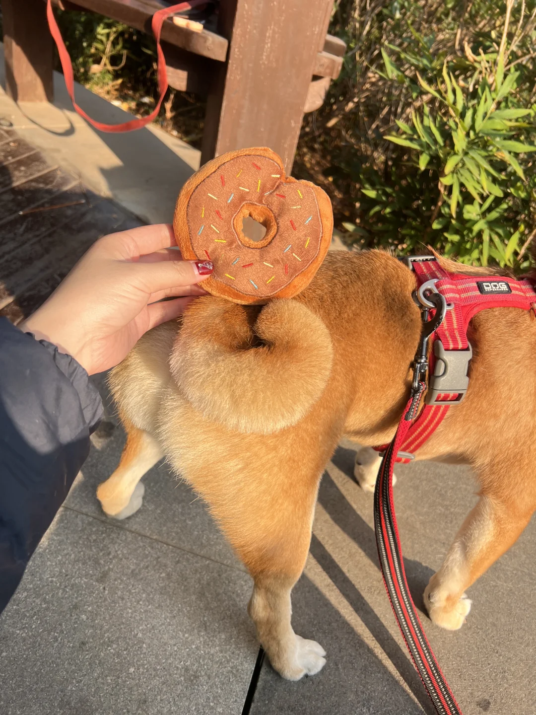 每吃掉一个甜甜圈就有一个小狗失去尾巴🍩