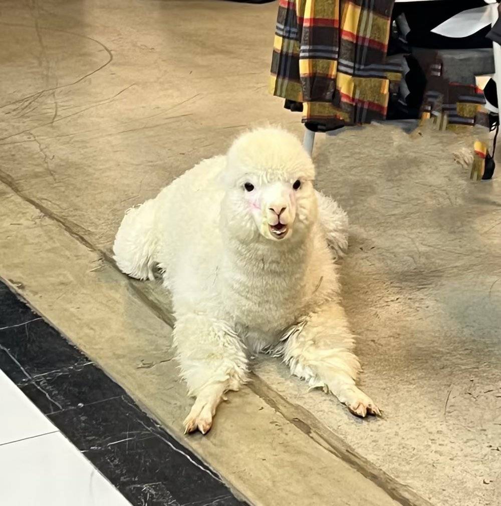 给雷军送过外卖的东北大哥，10年开了400家火锅店