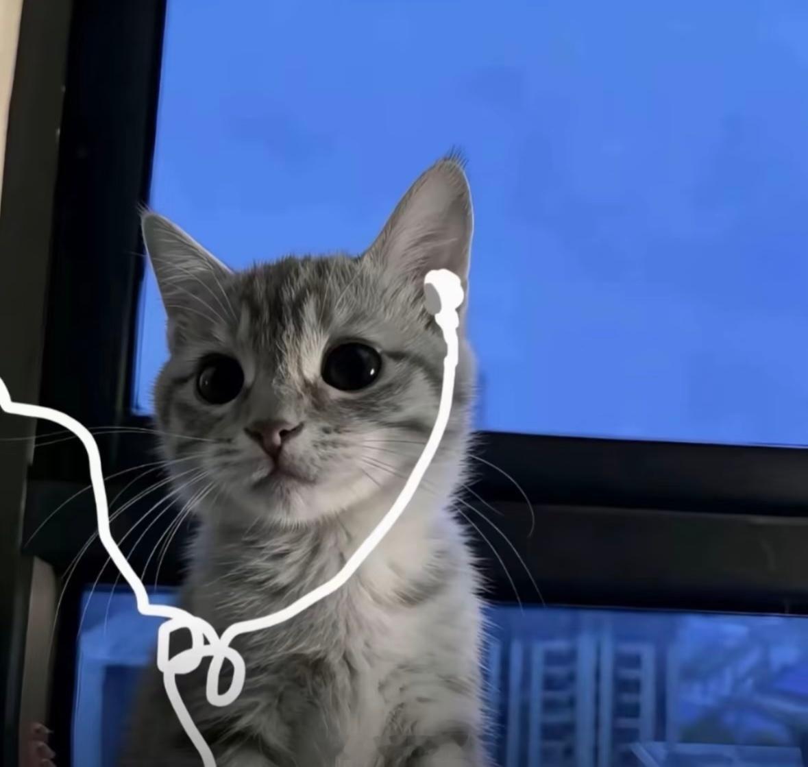 带耳机的小猫，想跟谁分享你的心事？ 