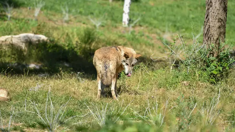 野生母狼怀孕后主动到保护站待产长此以往，狼将不狼 郑州·海汇中心