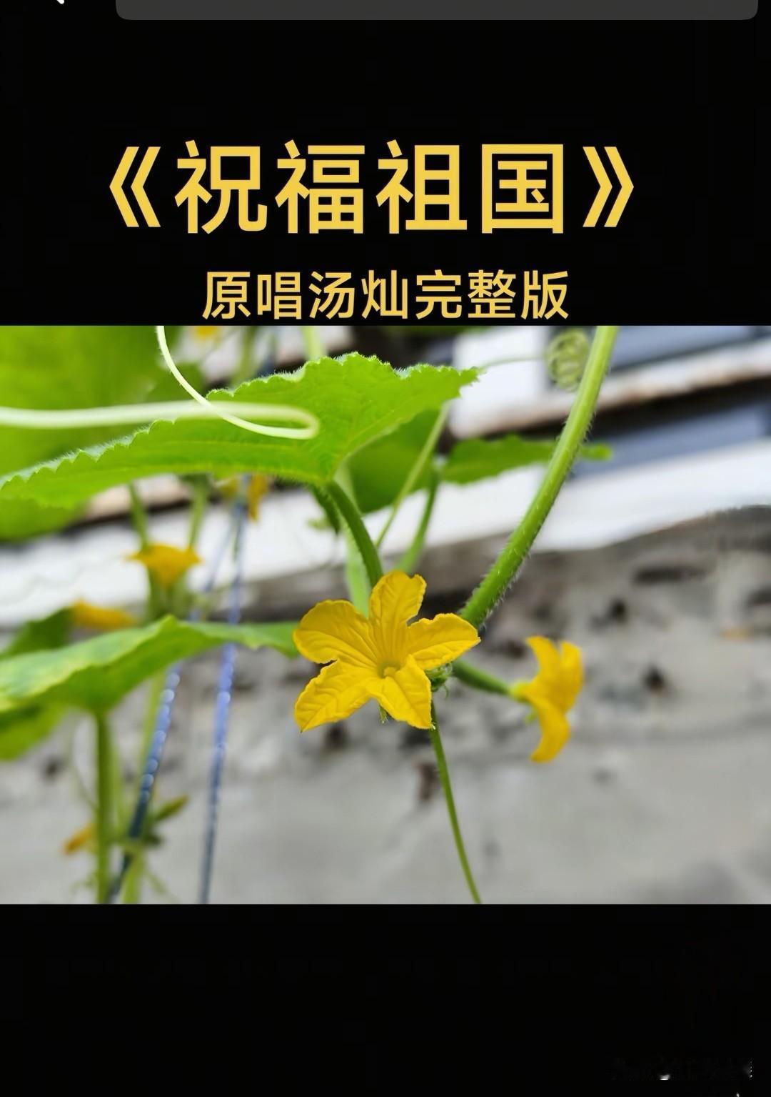 《祝福祖国》这首歌曲，没想到二十年后大火。
       感谢词曲作者清风和孟庆