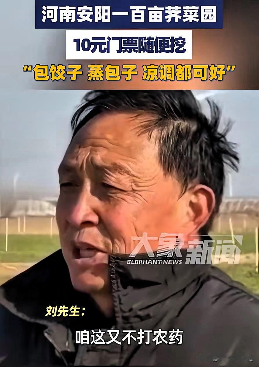 “这哪是卖菜，这是把危机玩成了商机！”河南大哥100多亩荠菜长势不好要烂地里，反