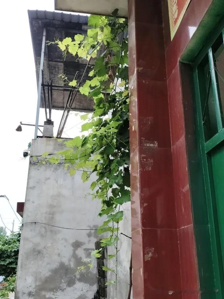 分享一张随手拍照片