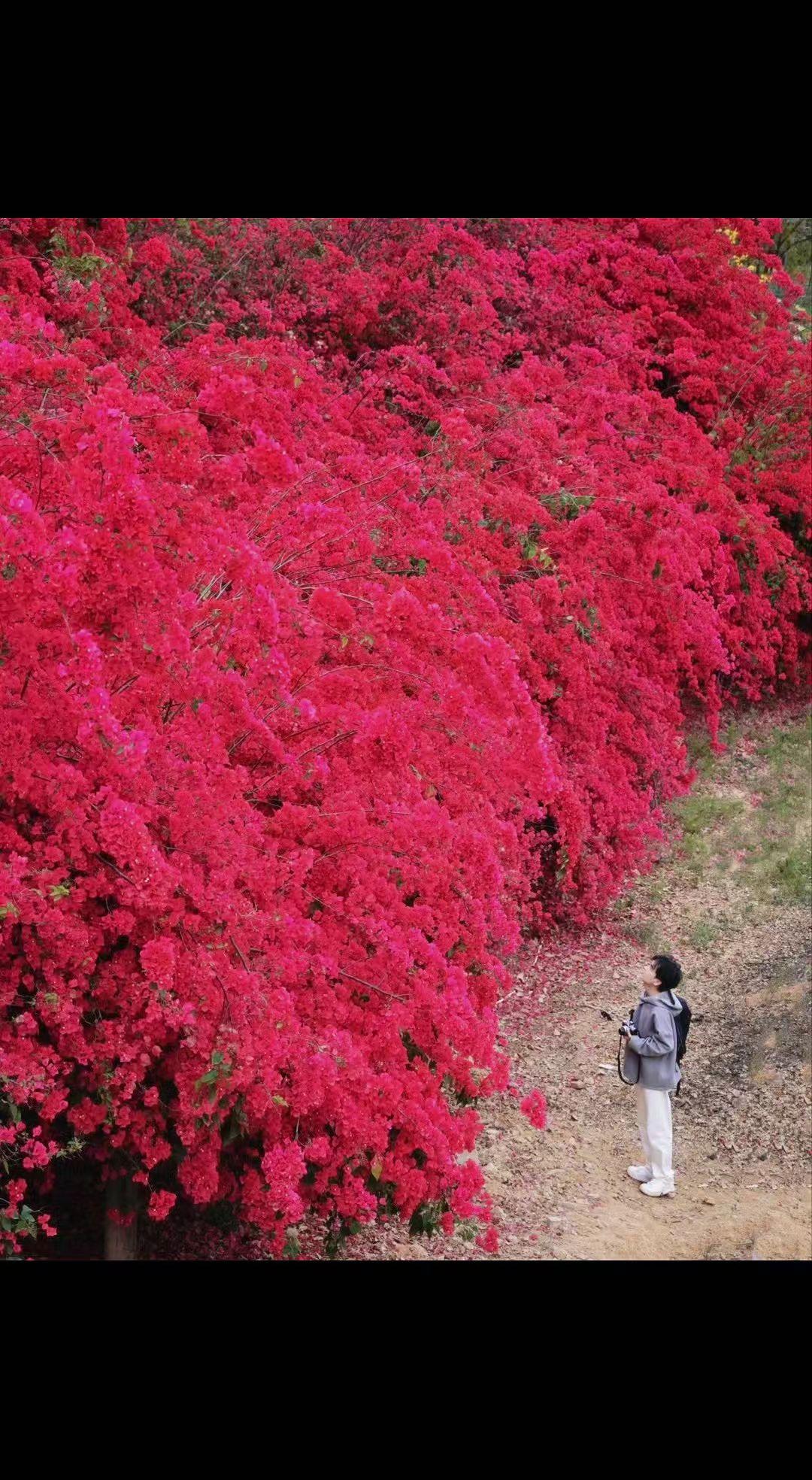🌸山火燎原般的红，把春天烧得滚烫🌺。人在花海里，成了时光的书签📖。