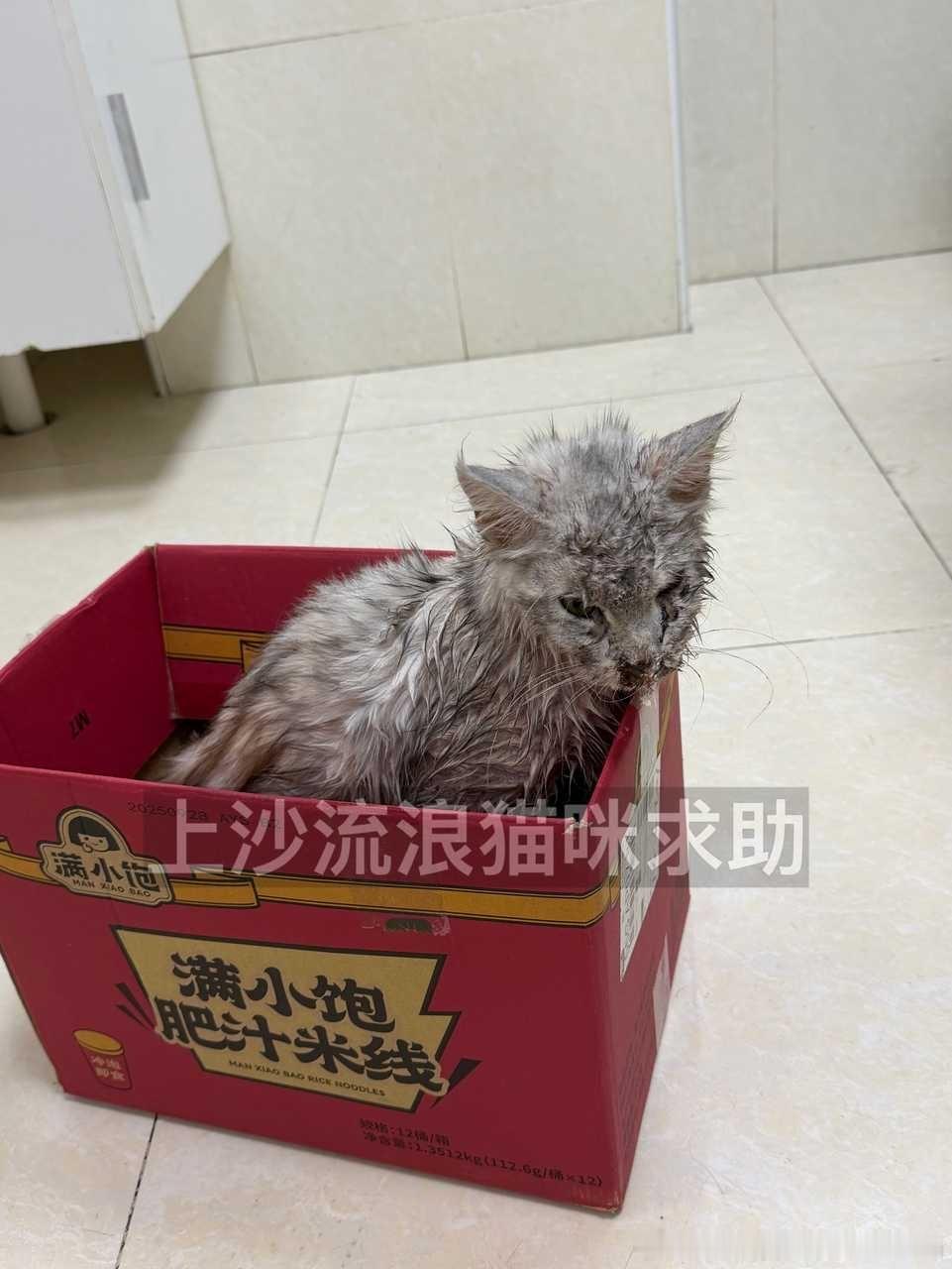 ❗【救助】流浪猫救助 已审核本人于5.29晚在深圳福田区捡到这只猫咪❗️目前最大